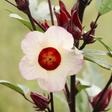 Roselle farming in Kenya: A practical guide to growing, drying and selling hibiscus
