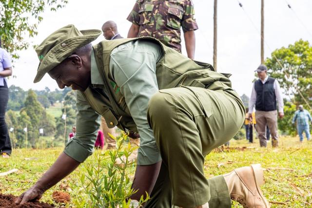 President William Ruto planting a tree