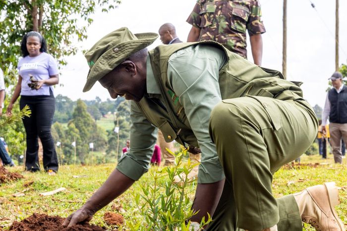 President William Ruto planting a tree