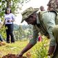 President William Ruto planting a tree