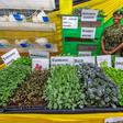 Kenya’s food import problem: Can irrigation turn the tide?