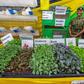 Kenya’s food import problem: Can irrigation turn the tide?