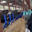 Ruto visits Koilel Farm amid Buffalo milk debate: Inside the dairy farm minting millions