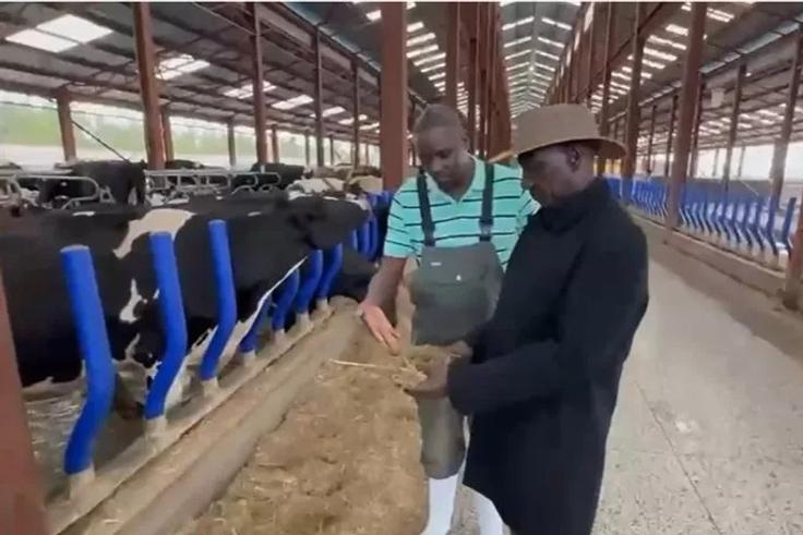 Ruto visits Koilel Farm amid Buffalo milk debate: Inside the dairy farm minting millions