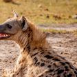 A spotted hyena was killed and slaughtered by residents of Kamenu, Thika