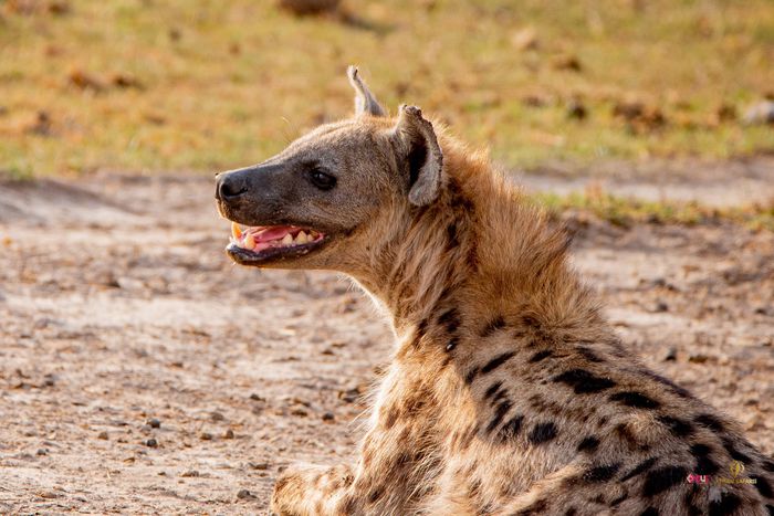 A spotted hyena was killed and slaughtered by residents of Kamenu, Thika