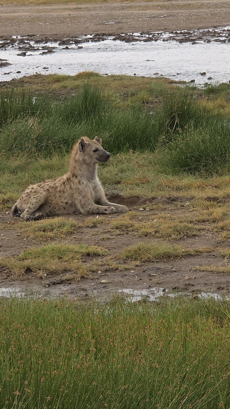 The spotted hyena in the wild