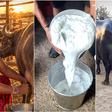 Water buffaloes: How many litres of milk can one animal produce?