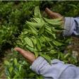 Kenyan tea farmers set for millions in pay as bonuses hit accounts