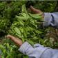 Kenyan tea farmers set for millions in pay as bonuses hit accounts