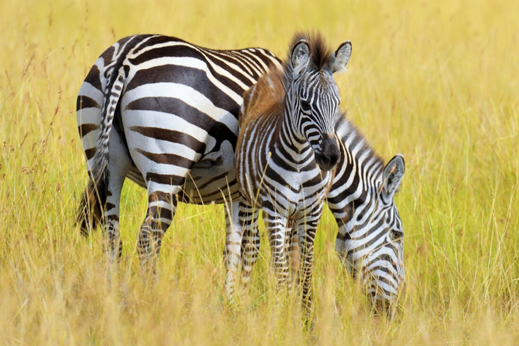 7 interesting facts about zebras similar to human beings