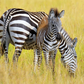 7 interesting facts about zebras similar to human beings