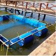 How cage fish farming is turning Dunga Beach into an aquaculture economy