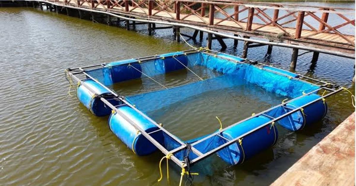 How cage fish farming is turning Dunga Beach into an aquaculture economy