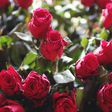 Valentine’s bloom: Top destinations for 25 million Kenyan roses flown out