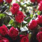 Valentine’s bloom: Top destinations for 25 million Kenyan roses flown out
