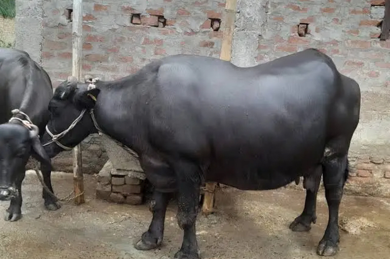 The Indian Murrah water buffalo breed
