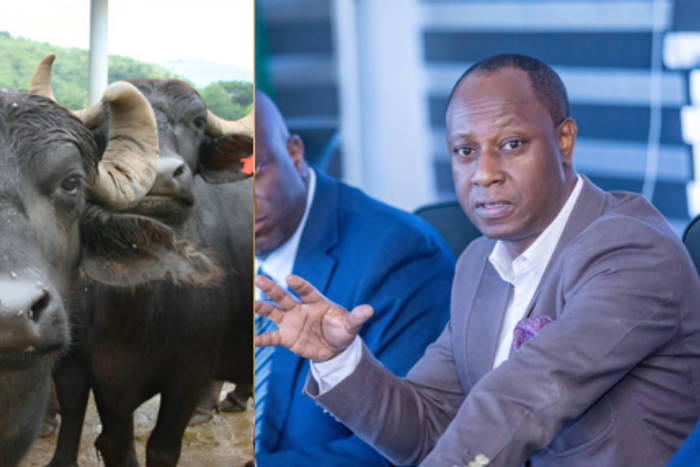 Photo collage of water buffaloes and Livestock Development PS Jonathan Mueke