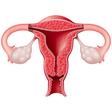 Can we pause the biological clock? Imagine if you only had your period four times a year