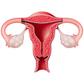 Can we pause the biological clock? Imagine if you only had your period four times a year