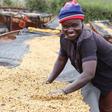Kenyan Coffee heads to Italy as new export deal opens premium European market