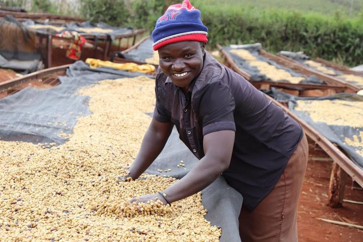 Kenyan Coffee heads to Italy as new export deal opens premium European market