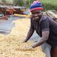 Kenyan Coffee heads to Italy as new export deal opens premium European market