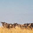 Maasai Mara travel guide: Entry fees, best time to visit & what to expect