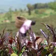 KTDA’s tea bonus problem: Billions in borrowing leaves factories in debt