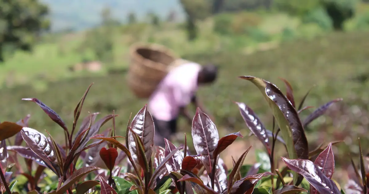 KTDA’s tea bonus problem: Billions in borrowing leaves factories in debt
