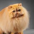 10 most expensive cat breeds globally, how much they cost