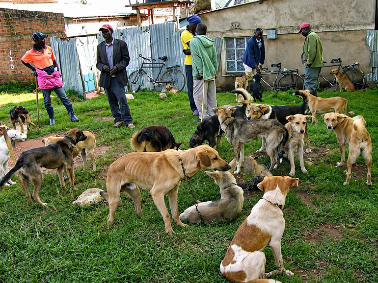 Dogs on sale or exchange at the Lubao Dog Market in Malava, Kakamega County (Image: Files)