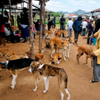 The story of Lubao, Kenya's famous dog market that has survived for over 70 years