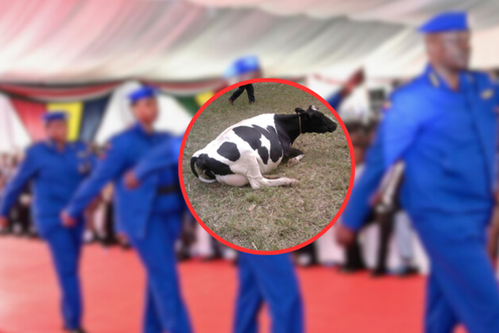 Widow's missing cow found slaughtered in police station by officers