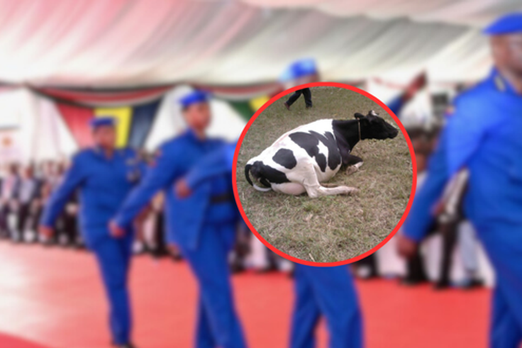 Widow's missing cow found slaughtered in police station by officers