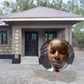 Cultural significance of simba built for late Festus Amimo's son ahead of burial