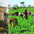 Photo collage of the Integrity Centre and farmers in Kenya. (Image: EACC-IFAD)