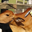 Kenya Veterinary Association raises 4 concerns over livestock vaccination campaign
