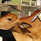 Kenya Veterinary Association raises 4 concerns over livestock vaccination campaign