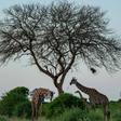 Kenya’s Sh20.8 billion Conservation Deal: How the Thamani Asili Programme Will Work
