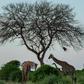 Kenya’s Sh20.8 billion Conservation Deal: How the Thamani Asili Programme Will Work