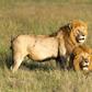 Africa’s top safari parks, what makes each unique 