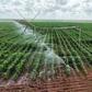 Galana Kulalu Project: History, cost, size, progress and the future of Kenya's mega farm