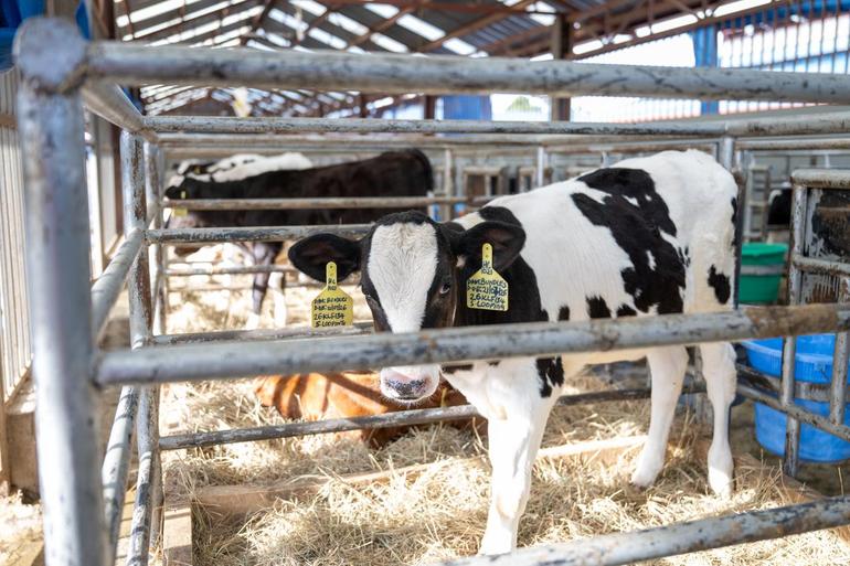 A calf at President William Ruto's Koilel dairy farm in Uasin Gishu County.