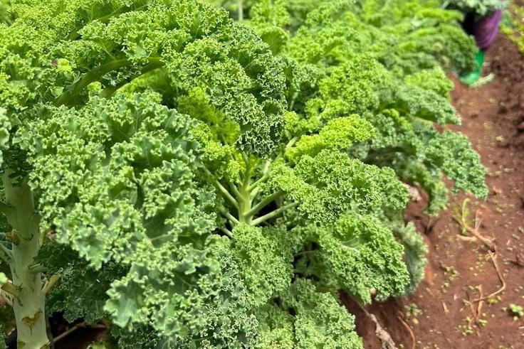 Sukuma matumbo and 5 other kale varities popular with Nairobians