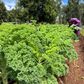 Sukuma matumbo and 5 other kale varities popular with Nairobians