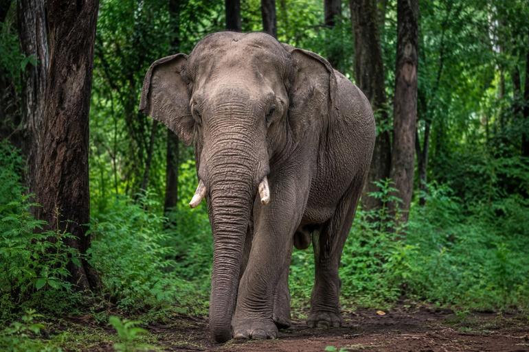 An adult male elephant strolls in the lower part of Imenti Forest, part of the rich fauna in the vast ecosystem (Image: Files)