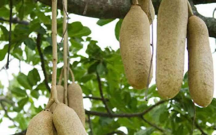 The Muratina fruit that holds natural fermentation properties used in the making of the brew (Image: Files)