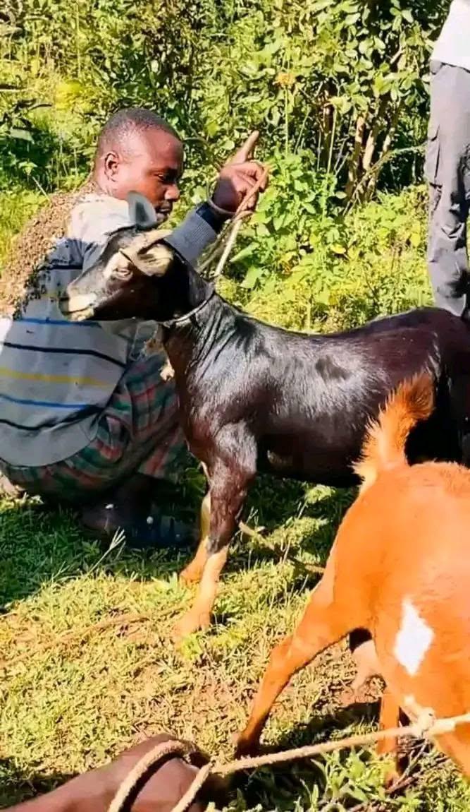 An undated image of an alleged goat thief subdued by a swarm of bees in Karatina Town (Image: Files)