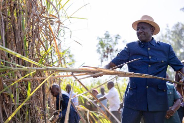 Farmers reap big as prices surge: Cash crops whose prices have increased